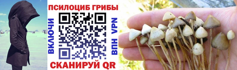 купить закладку  Райчихинск  Галлюциногенные грибы Magic Shrooms 
